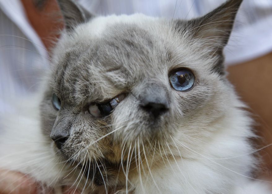 In this Wednesday, Sept. 28, 2011, photo, a cat with two faces, named Frank and Louie, one name for each face, is held by the cat's owner at their home in Worcester, Mass. (AP Photo/Steven Senne)
