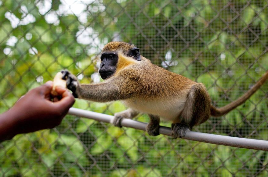 A worker gives food to a vervet monkey at the St. Kitts Biomedical Research Foundation in Basseterre, St. Kitts & Nevis. Thousands of vervet monkeys, which arrived in St. Kitts and Nevis on slave ships from West Africa, have lived uneasily with islanders for three centuries. (Associated Press)
