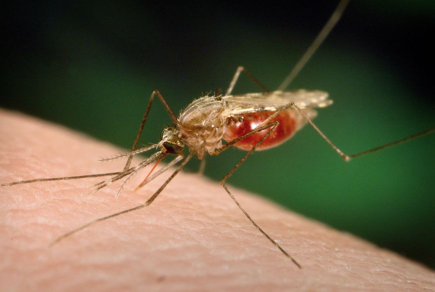 An Anopheles funestus mosquito, which spreads a deadly malaria parasite common in sub-Saharan Africa, sucks blood from a human host. A malaria vaccine tested in seven African countries cut the number of malaria cases in young children in half. More studies need to be done, including on infants. (University of Notre Dame via CDC via Associated Press)