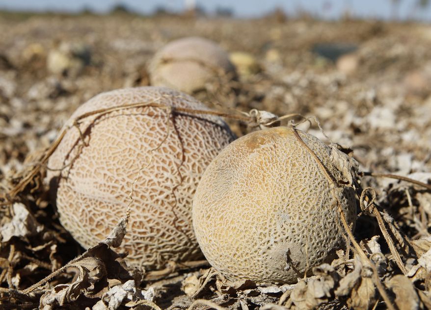 Cantaloupes rot in the afternoon heat on a field at Jensen Farms near Holly, Colo., on Wednesday, Sept. 28, 2011. (AP Photo/Ed Andrieski)