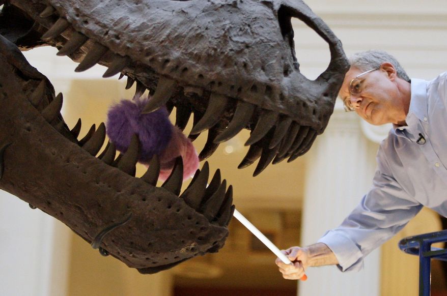 **FILE** Bill Simpson, collections manager of fossil vertebrates at Chicago's Field Museum, dusts the teeth of the Tyrannosaurus rex skeleton known as "Sue" on display at the museum on May 12, 2010. (Associated Press)