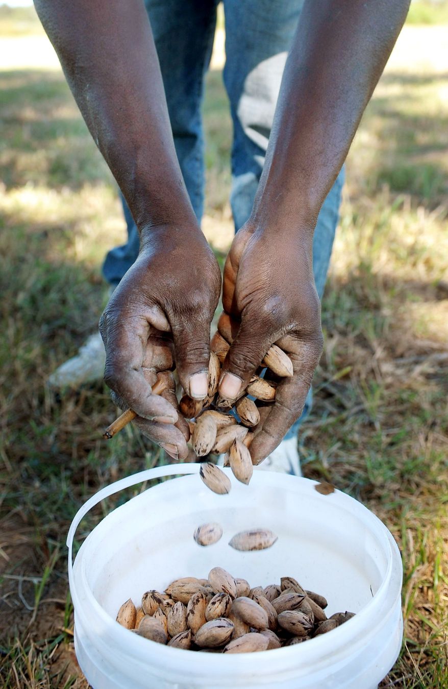 Charles Johnson dumps pecans into a bucket in Louisiana. The average retail price for a pound of pecans has risen from $7 in 2008 to about $11 this year. (Associated Press)