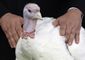 Obama Turkey Pardon_Live(1).jpg