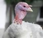 Obama Turkey Pardon_Live.jpg
