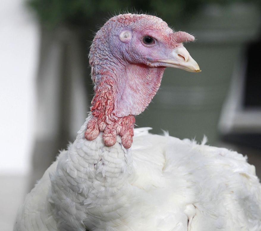 Liberty, a 19-week old, 45-pound turkey, is seen Nov. 23, 2011, at the White House before being pardoned by President Obama. (Associated Press)