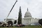 TREE_2446