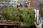 TREE_2447