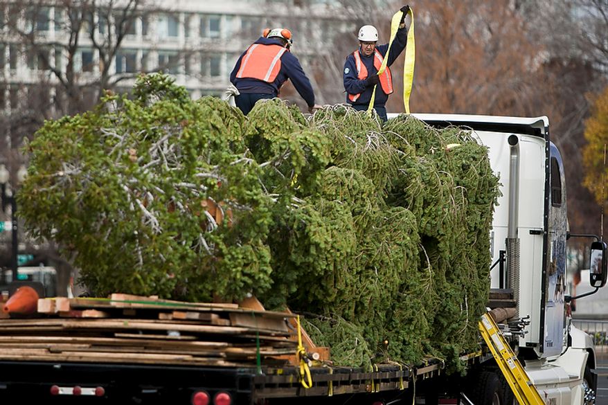 Workers with the architect of the Capitol erect a 65-foot Sierra white fir from California's Stanislaus National Forest that will become the U.S. Capitol Christmas tree in Washington on Monday, Nov. 28, 2011.
(T.J. Kirkpatrick/The Washington Times)