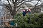 TREE_2449