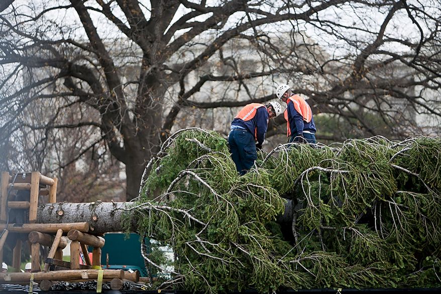Workers with the architect of the Capitol erect a 65-foot Sierra white fir from California's Stanislaus National Forest that will become the U.S. Capitol Christmas tree in Washington on Monday, Nov. 28, 2011.
(T.J. Kirkpatrick/The Washington Times)