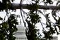 TREE_2450