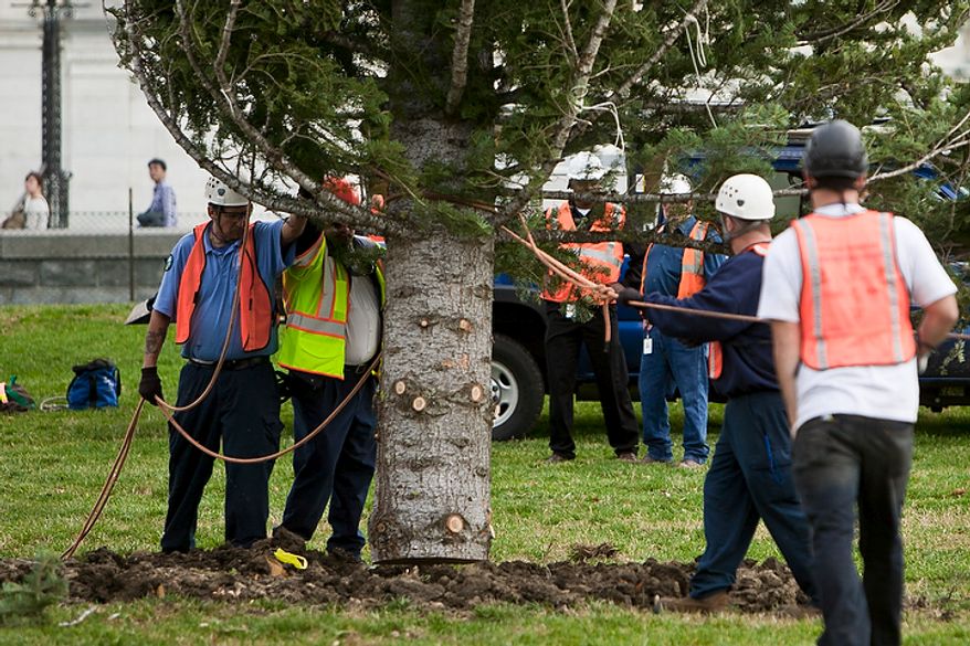 Workers with the architect of the Capitol erect a 65-foot Sierra white fir from California's Stanislaus National Forest that will become the U.S. Capitol Christmas tree in Washington on Monday, Nov. 28, 2011.
(T.J. Kirkpatrick/The Washington Times)
