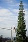 TREE_2455