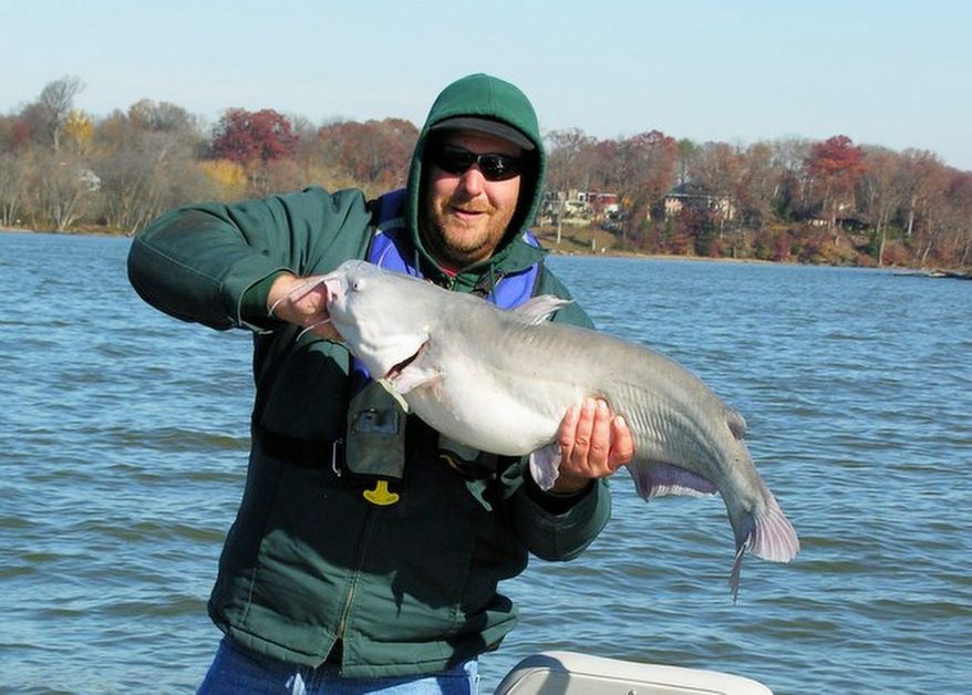 George Edens, of Mount Airy, Md., shows off a medium-size blue catfish caught near Fort Washington Light. Fort Washington is run by the National Park Service. (Gene Mueller/The Washington Times)