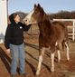 Food and Farm Horse S_Lea.jpg