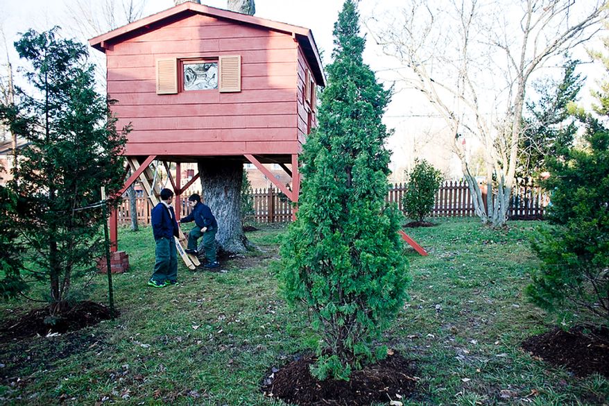 Brothers Eric Grapin, 11, and Sean, 9, from left, climb out of a treehouse in their front yard, where new trees were recently planted to help hide the structure from view in the street, in Falls Church, Va., on Nov. 30, 2011. The boys' father, Mark Grapin, an Army National Guard chief warrant officer, testified before the Fairfax County Board of Zoning and Appeals Wednesday and was granted an ordinance that gives the family five years until the treehouse must be removed. (T.J. Kirkpatrick/ The Washington Times)