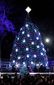 TREE_2553