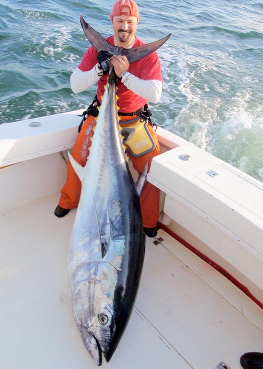 Virginia Beach fisherman Gabe Sava shows off a 7½-foot bluefin tuna caught recently not far from the resort city. The Washington area has not been as kind to saltwater anglers. (Photo courtesy Dr. Ken Neill)