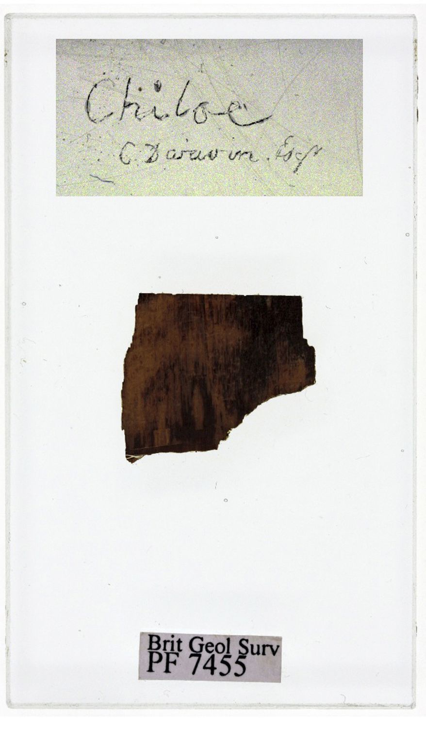 This image made available by the Royal Holloway, University of London on Jan. 17, 2012 shows a polished section of a 40-million-year-old fossil wood collected by Charles Darwin in 1834 on Chiloe Island in South America in the course of his famous "Voyage of the Beagle." (Associated Press/Royal Holloway, University of London)