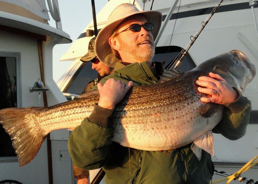 DAVID BRABRAND
Virginia Beach angler Tommy Athey hoists a 49-pound striped bass. The recent balmy weather has given fishermen a reason to venture out onto the water.