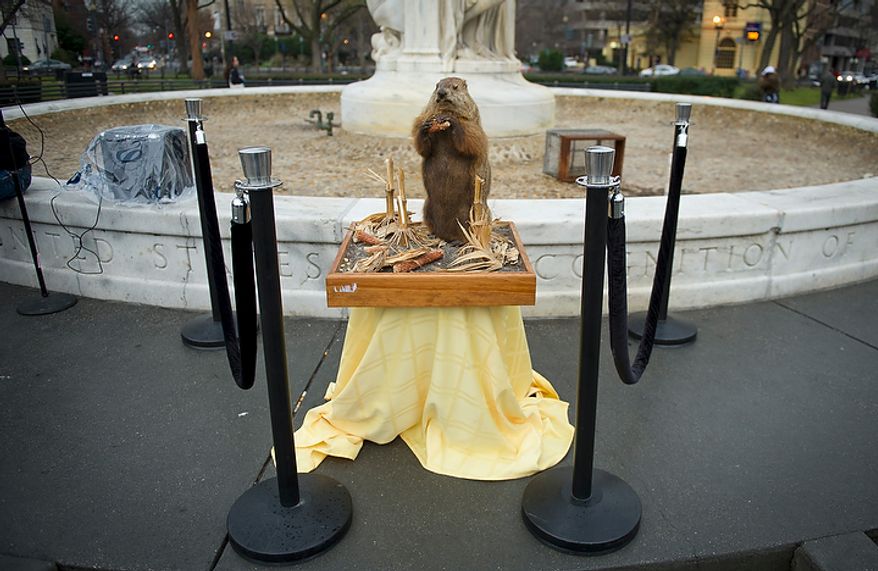 A stuffed and mounted groundhog named Potomac Phil stands on display during the inaugural Groundhog Day event at Dupont Circle in Washington on Thursday, Feb. 2, 2012. Phil "predicted" six more weeks of winter. (Rod Lamkey Jr./The Washington Times)