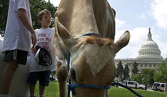 **FILE** Morgan the cow stops to eat grass on her way to being milked at a rally held by Grassfed on the Hill at Upper Senate Park in Washington on May 16, 2011. The rally was held to protest the sting operation the FDA conducted against Pennsylvania dairy farmer Daniel Allgyer and his private buying customers. (Barbara L. Salisbury/The Washington Times)