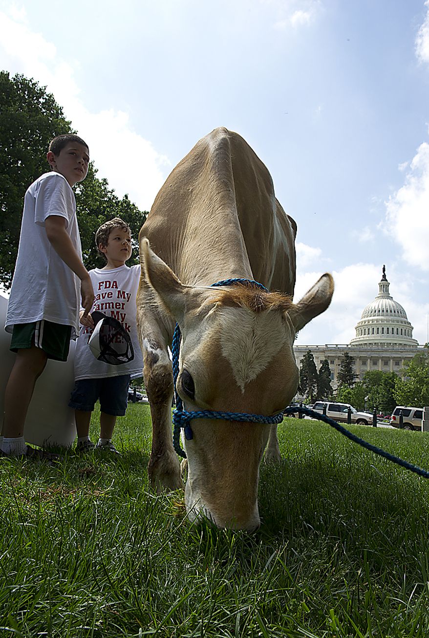 **FILE** Morgan the cow stops to eat grass on her way to being milked at a rally held by Grassfed on the Hill at Upper Senate Park in Washington on May 16, 2011. The rally was held to protest the sting operation the FDA conducted against Pennsylvania dairy farmer Daniel Allgyer and his private buying customers. (Barbara L. Salisbury/The Washington Times)