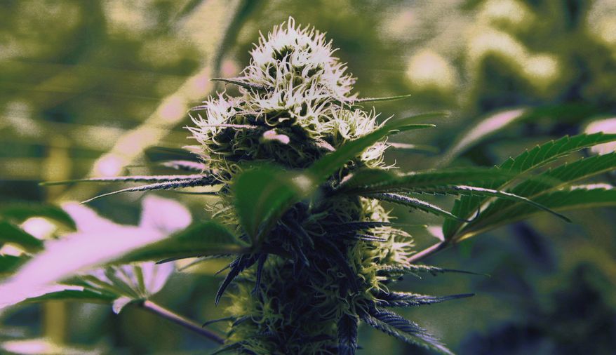Medical marijuana