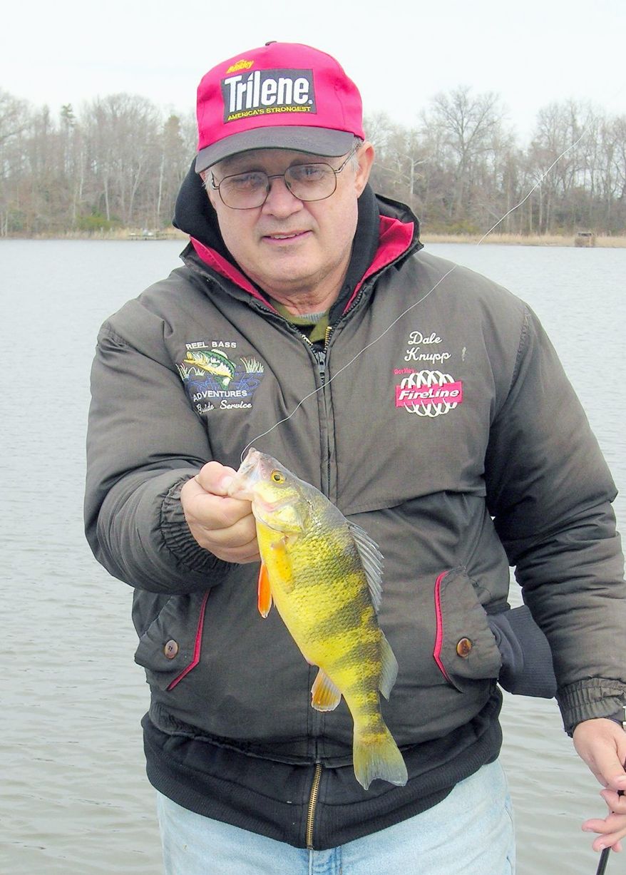 Dale Knupp of La Plata, Md., has begun hunting for the seasonal run of yellow perch. When the water temperature rises enough to induce the female perch to move upstream, the males follow. (Gene Mueller)