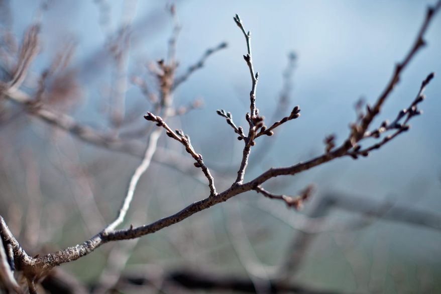 Blossom buds are forming on the Japanese cherry trees along the Tidal Basin, and peak bloom is forecast for the last week of March. Above, goodwill ambassadors gather for a news conference on plans for this year's National Cherry Blossom Festival, a centennial celebration to begin March 20 and run five weeks. (T.J. Kirkpatrick/Special to The Washington Times)