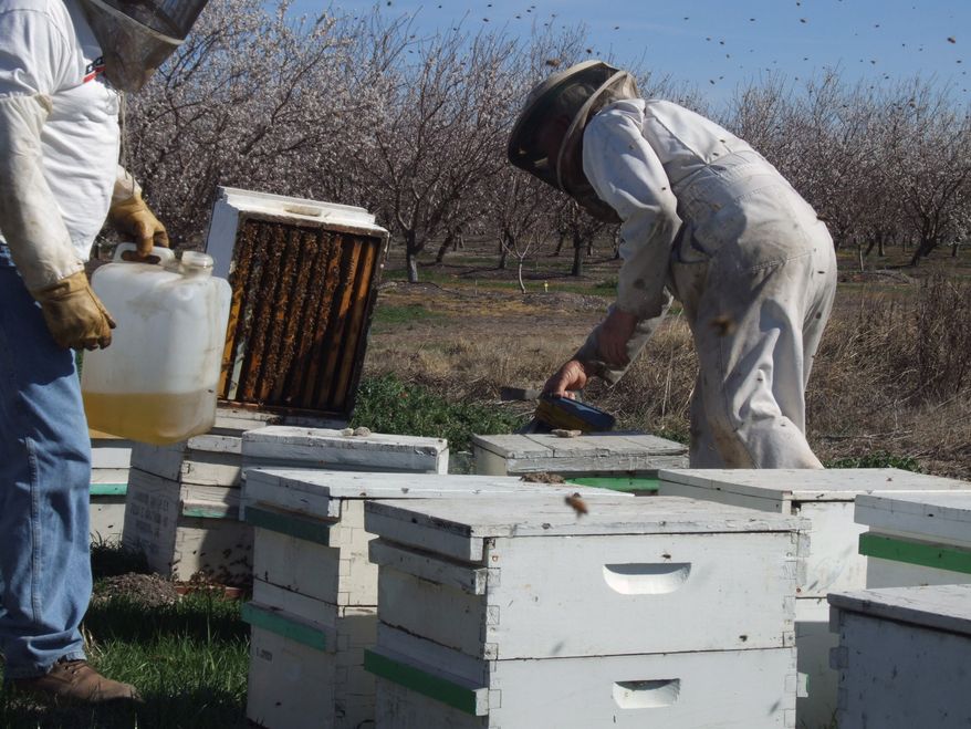 Beekeeper Orin Johnson (right) and son-in-law Jay Rolon check on colonies pollinating an almond orchard northwest of Waterford, Calif., on Feb. 23, 2012. A mild and dry winter that gave insects a reprieve from certain death now threatens to make spring a tough season for many U.S. farmers. (Associated Press/The Modesto Bee)