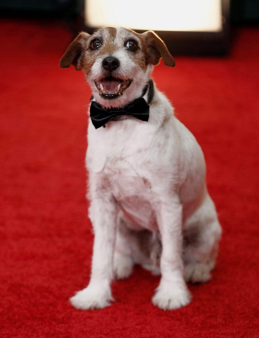 Uggie, the canine star of the Oscar-winning film "The Artist." ** FILE **