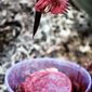 A rooster is sacrificed during a Santeria ceremony in 2009 in honor of the ocean goddess Yemaya during the Cuban Caribbean Festival. Santeria has its roots in Africa but is practiced by a majority of Cubans, many more than under 10 percent practicing Roman Catholicism. (Associated Press)