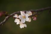 BLOSSOMS_0125