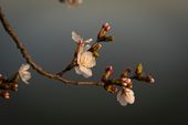 BLOSSOMS_0126