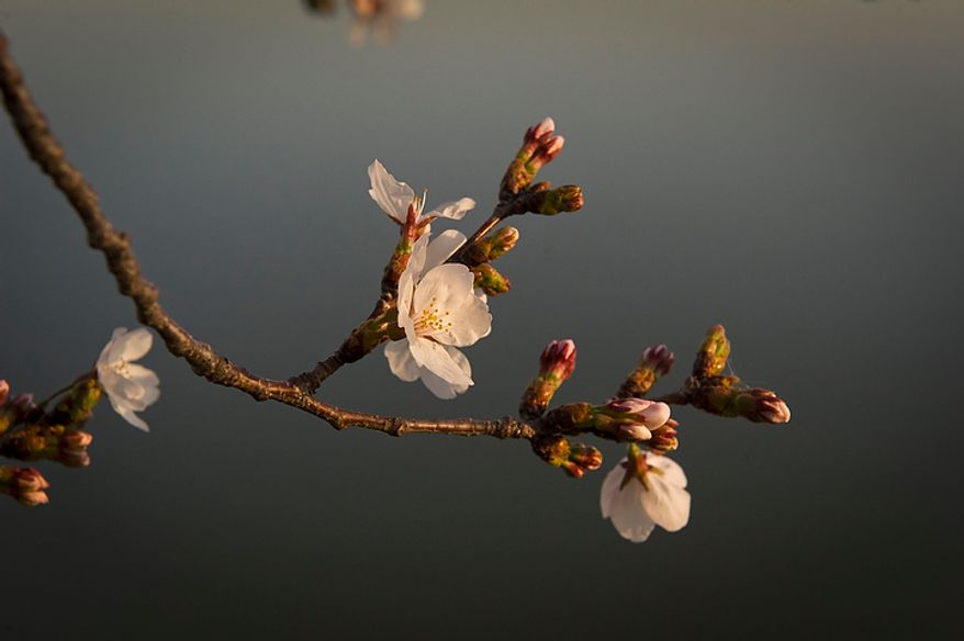 Blooming cherry blossoms are seen against the still water of the Tidal Basin as the sun rises in Washington, D.C., Thursday, March 15, 2012. (Rod Lamkey Jr/The Washington Times)