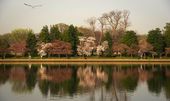 BLOSSOMS_0127
