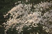 BLOSSOMS_0128
