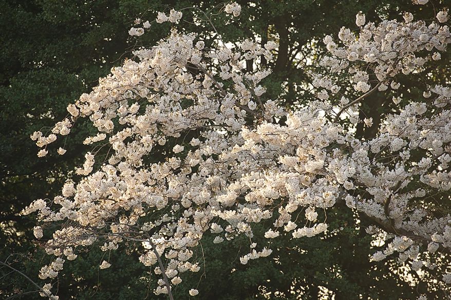 Set against a backdrop of dark branches, cherry blossoms make an early arrival along the Tidal Basin in Washington, D.C., Thursday, March 15, 2012. (Rod Lamkey Jr/The Washington Times)