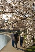 BLOSSOMS_0133