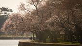 BLOSSOMS_0134