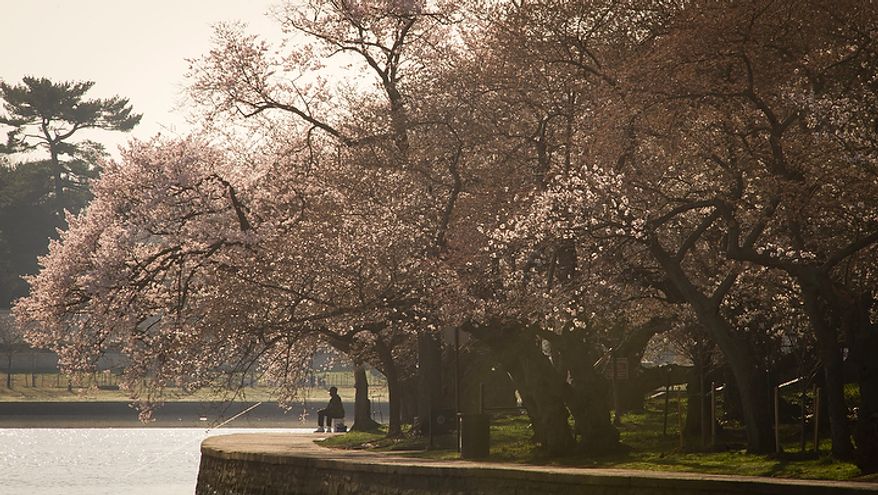 A man sits quietly and fishes from the bank of the Tidal Basin under the cherry blossoms as they make an early arrival in Washington, D.C., Thursday, March 15, 2012. (Rod Lamkey Jr/The Washington Times)