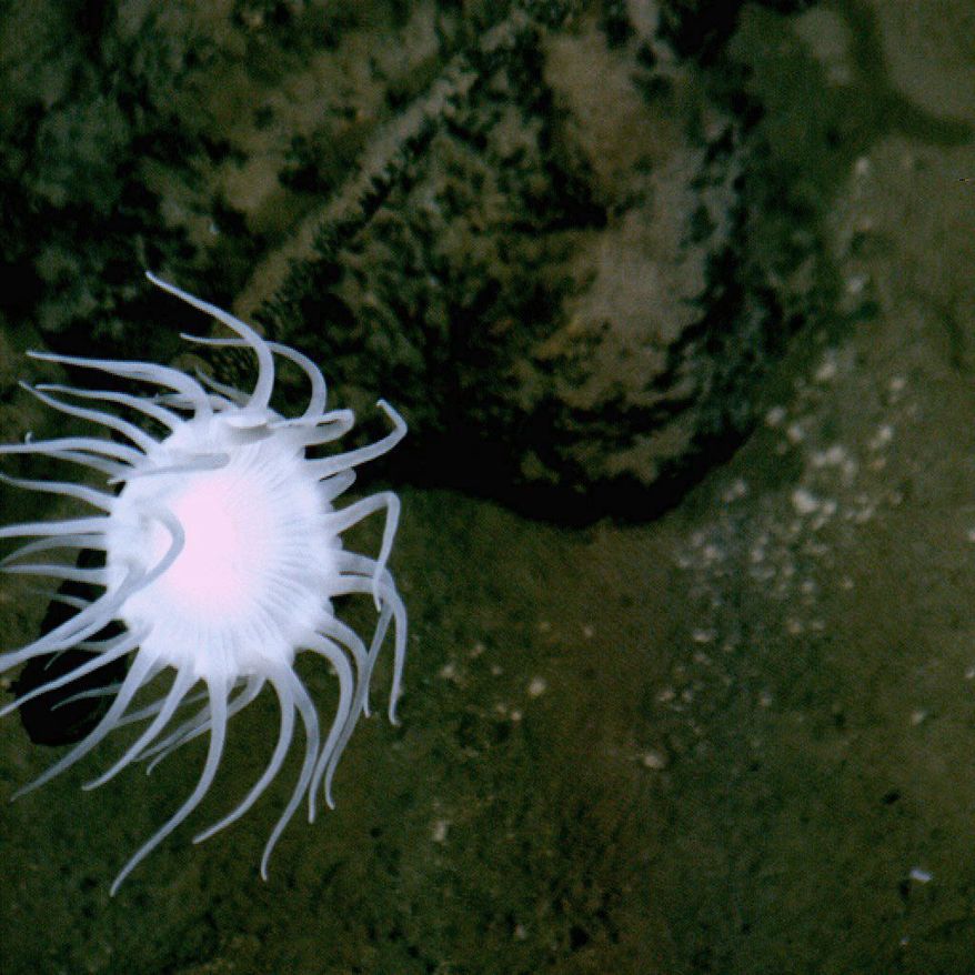 ** FILE ** In this March 18, 2012, file photos, an unmanned submersible took a photo of the flat bottom of the trench with a stalked anemone within view. (National Geographic via Associated Press)