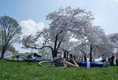 CHERRY_BLSMS031906