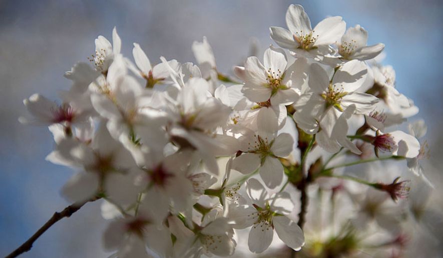 The National Cherry Blossom Festival runs March 20 to April 27. (Barbara L. Salisbury/The Washington Times)
