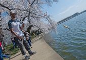 CHERRY_BLSMS031909