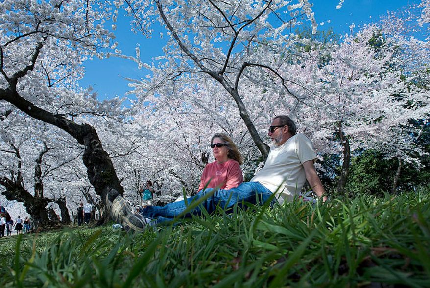 Husband and wife Kathy Monk and Jim Gorko of Falls Church, Va., who are retired, decided to have a picnic at the Tidal Basin in Washington, D.C., on March 19, 2012. "I don't know if the tourists realize how lucky they are," Mrs. Monk said in regard to the cherry blossoms being in full bloom. (Barbara L. Salisbury/The Washington Times)