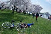 CHERRY_BLSMS031914