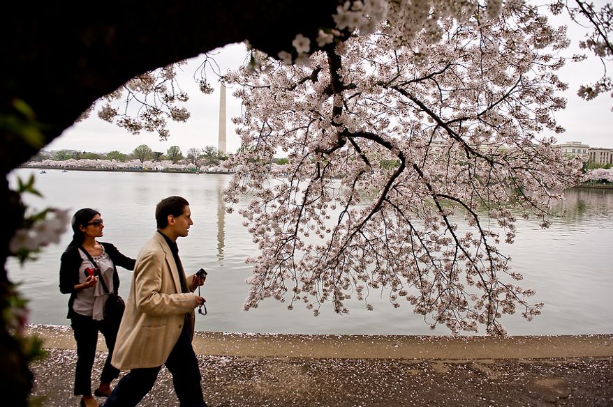Autistic adult James L., second from left, with Community Services for Autistic Adults and Children, based in Montgomery Village, Md., is accompanied by staff member Dide Cimen, left, as he takes photographs of the Cherry Blossoms along the Tidal Basin, Washington, D.C., Wednesday, March 21, 2012. The “InFocus Project†is a way for adults with autism to develop forms of self expression and social skills while producing work that has been featured in art shows, given to donors to C.S.A.A.C., and sold on an online store. (Andrew Harnik/The Washington Times)