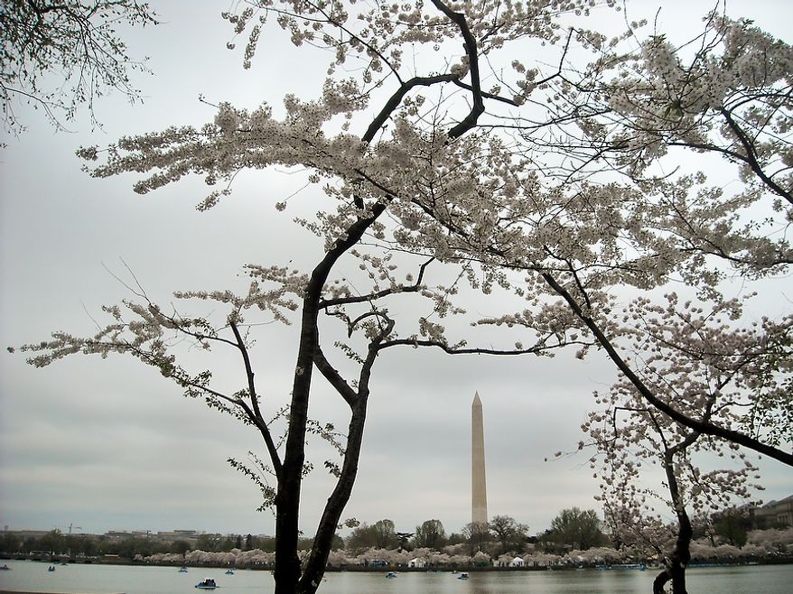Photographs of the Cherry Blossoms along the Tidal Basin taken by Brian D., an autistic adult with Community Services for Autistic Adults and Children, based in Montgomery Village, Md., Washington, D.C., Wednesday, March 21, 2012. Brian is part of the “InFocus Project†which is a way for adults with autism to develop forms of self expression and social skills while producing work that has been featured in art shows, given to donors to C.S.A.A.C., and sold on an online store. (Brian D./InFocus Project)